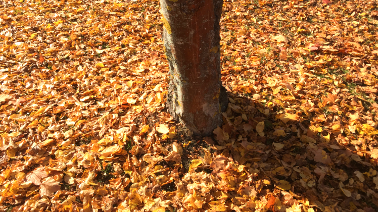 wort-des-monats-oktober